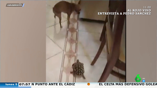 Un perro huye despavorido de una tortuga que le persigue por toda la casa
